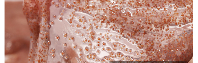 美妍仙姿中藥海藻面膜 美妍仙姿中藥海藻面膜