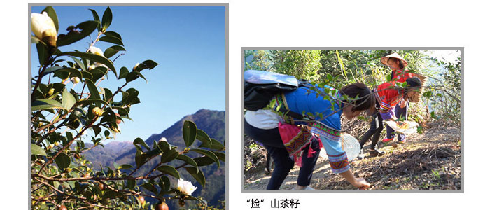 茶氏家族-古樹(shù)山茶麩洗發(fā)乳 茶氏家族-古樹(shù)山茶麩洗發(fā)乳