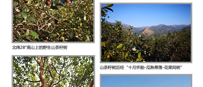 茶氏家族-古樹(shù)山茶麩洗發(fā)乳 茶氏家族-古樹(shù)山茶麩洗發(fā)乳