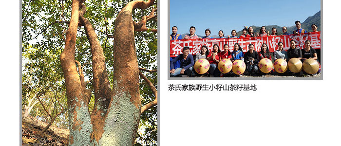 茶氏家族-古樹(shù)山茶麩洗發(fā)乳 茶氏家族-古樹(shù)山茶麩洗發(fā)乳