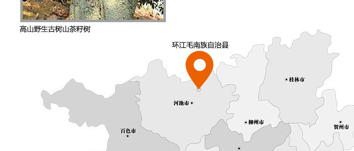 茶氏家族-古樹(shù)山茶麩洗發(fā)乳 茶氏家族-古樹(shù)山茶麩洗發(fā)乳